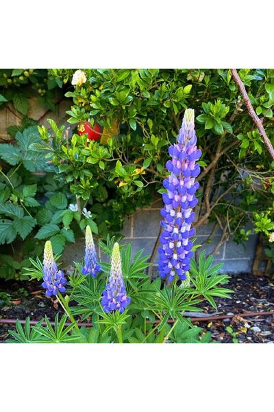 Bloom & Sow Seed Deep Blue Purple Lupinus Seeds, Tall Spiky Blooms for Backya...