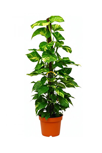 FİDAN SEPETİM Sopalı Patos Salon Sarmaşığı 'Golden Pothos' 100-120cm