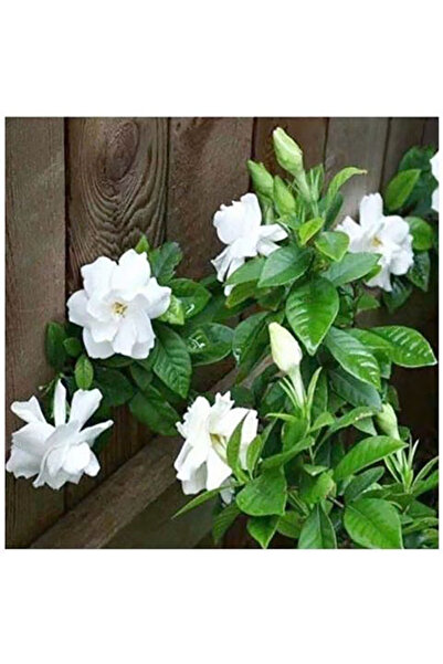 Bloom & Sow Seed White Double‑Bloom Gardenia Seeds, Strong Sweet Fragrance, f...