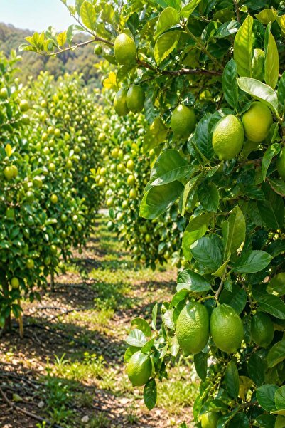 Lime Limon 3 Kg