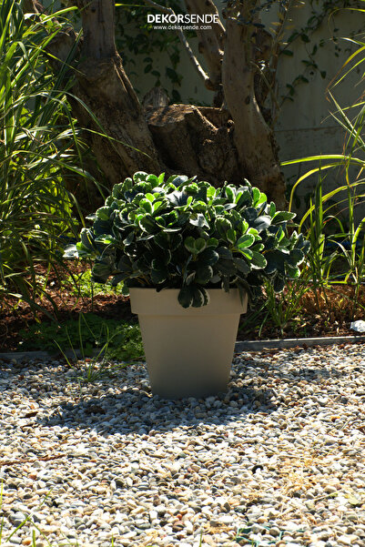 Dekorsende Buchet artificial de Schefflera Mini 30 cm Verde
