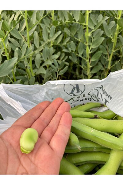 ALTIN GIDA 45 500 Gr Bakla İçi Vakum Poşette Taze Günlük Kendi Bahçemizden