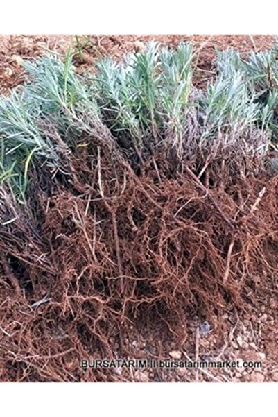 Genel Markalar Lavanta Fidesi Açık Kök 5 Adet Köklenmiş Intermedia