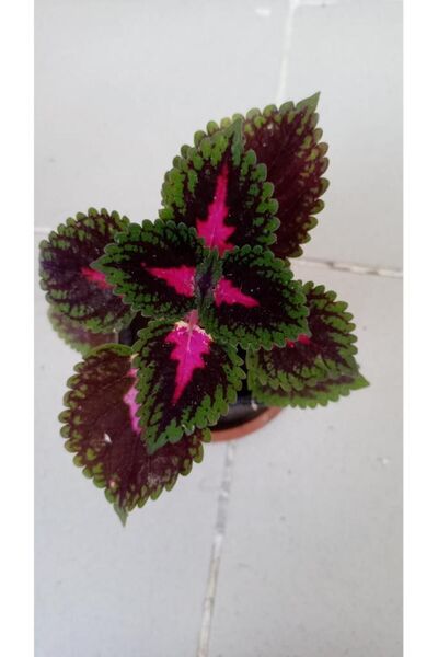 ABBRA Yaprak Güzeli Fidanı Kırmızı Mor 10-20 cm