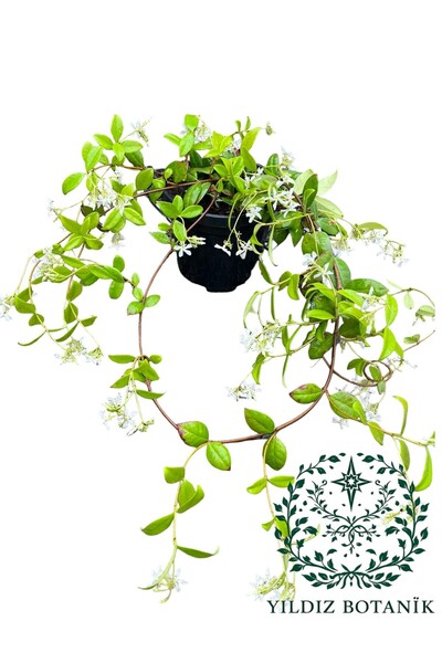 YILDIZ BOTANİK Arap Yasemini Sarmaşığı Fidanı Kokulu Bitki 60-70 Cm 1 Saksıda...