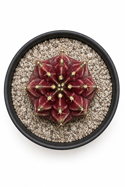 Mialys İthal Kaktüs Çiçek Açan Mor Renkli Gymnocalycium Daydream Variegated N...