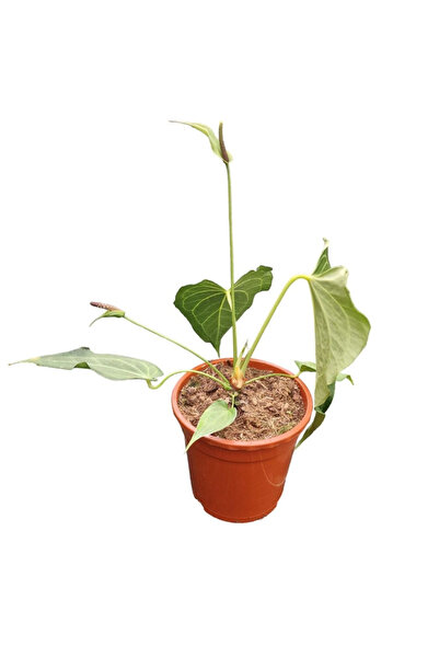 Eufloria Ανθούριο 'Δέλτα Φορς' Ø9εκ.