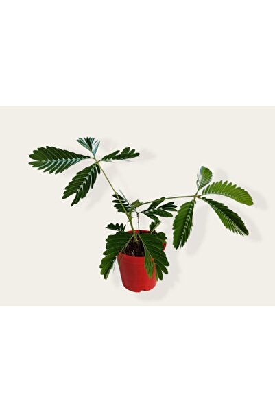 GoldLotus Mimosa Pudica (küstüm Çiçeği) Fidesi 20-25 Cm, 5.5 Cm Saksıda