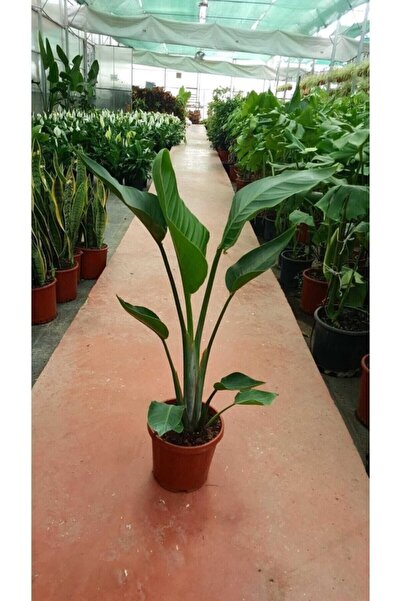 Genel Markalar Starliçe Cennet Kuşu Strelitzia Nicolai Orta Boy 60-90 Cm