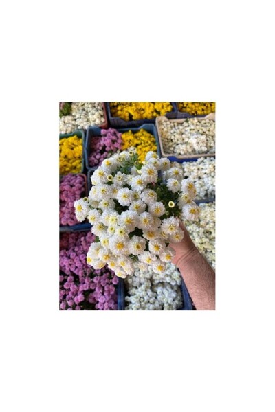 Genel Markalar Kasımpatı Çiçeği Karışık Renk 10-20 cm