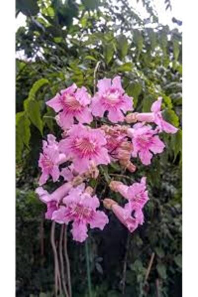 Mimoza Campsis Radicans Acem Borusu Pembe 20-40 cm