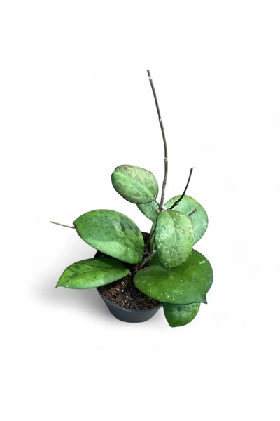 Eufloria Hoya 'Joy' Ø12cm
