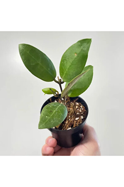 Eufloria Hoya 'Patricia' Ø6cm