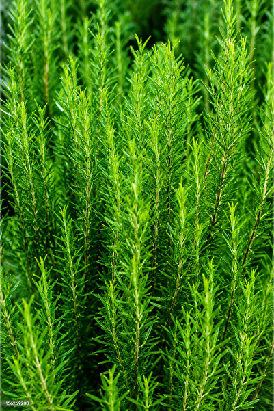 Vasada Biberiye Fidesi Rosmarinus Officinalis Tüplü 30-40 cm