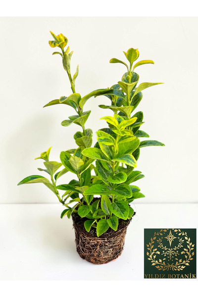 YILDIZ BOTANİK 10 Adet Altuni Gold Taflan Çit Bitkisi Sarı Taflan Fidanı 25-30 Cm 1 Saksıda 3 Kök Üretim