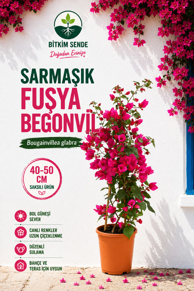 Bitkim Sende Fuşya Begonvil 1 ADET Saksılı Sarmaşık Begonvil 40-60cm Bahçe Bi...