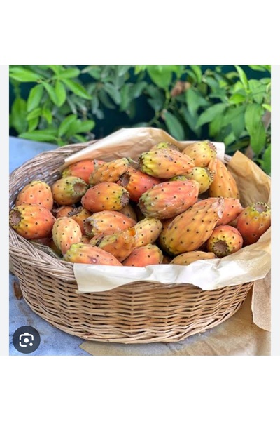 Genel Markalar Saksıda Hint inciri (papuç inciri) dikenli incir