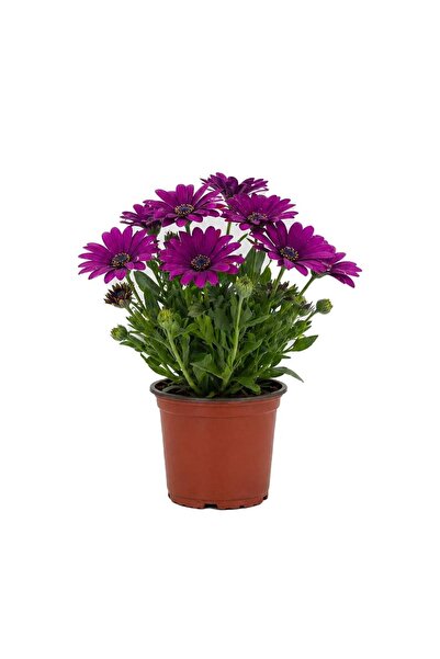 gardenkoala Bodrum Papatyası – Osteospermum fruticosum