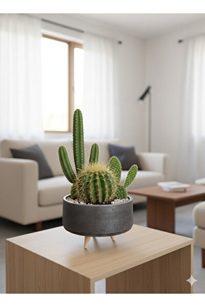 Alba Home Decor Dekoratif ahşap Ayaklı sukulent kaktüs arajman saksı