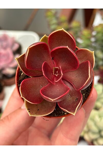 SukuLand Echeveria Magic Red Kore İthal koleksiyonluk özel tür sukulent 5,5cm...