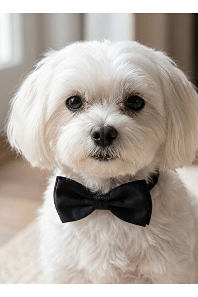 MİHAVLA Dog Bow Tie Leash