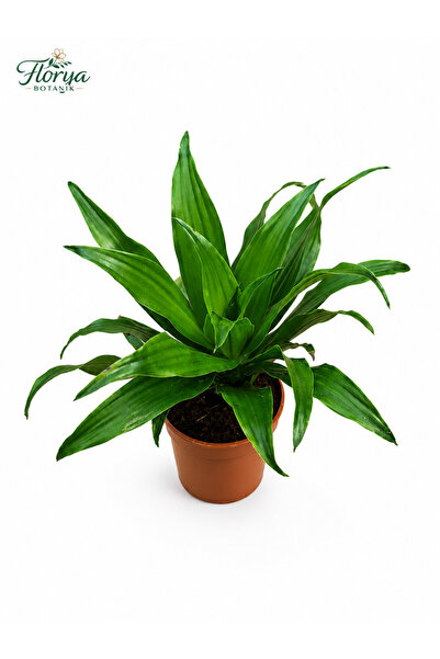 Florya Botanik Dracaena Compacta 25-30 Cm Canlı Salon Bitkisi Ev Ofis İç Meka...