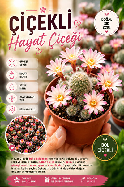 ÇİÇEKFLİX Hayat çiçeği minik susuzluğa dayanıklı ömürlük bitki
