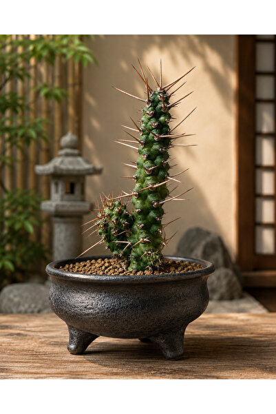 ATLANTE CACTUS Euphorbia ellenbeckii