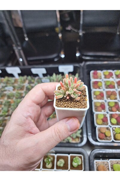 variegataseeds Drosanthemum Eburneum Red yellowIce Crystal ( saksısız)