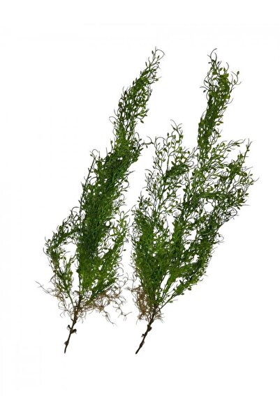 OEM Creanga Frunze Decorativa Muguri 100cm 2/Set