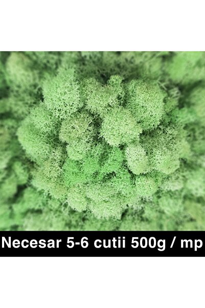 Roberto Rossi Preserved lichens, cleaned and without roots, 500g NET, ULTRA P...