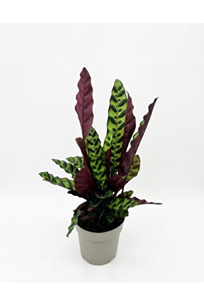 ERNAZ Calathea Lancifolia / Çıngıraklı Yılan Kalatyası / 13 cm Saksı /30-40 c...