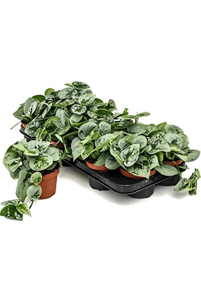 Verdena Plantă agățătoare Epipremnum Silvery Ann - 20 cm