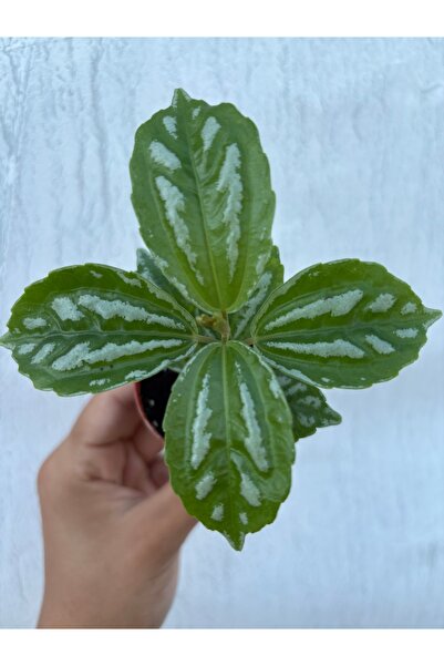 nazlı çiçekçilik Karyağdı Bitkisi 5,5’luk Saksıda