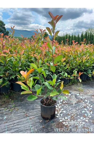 YILDIZ BOTANİK Alev Ağacı Fidanı Çit Bitkisi Photinia Red Robin 70-90 CM 10 Adet