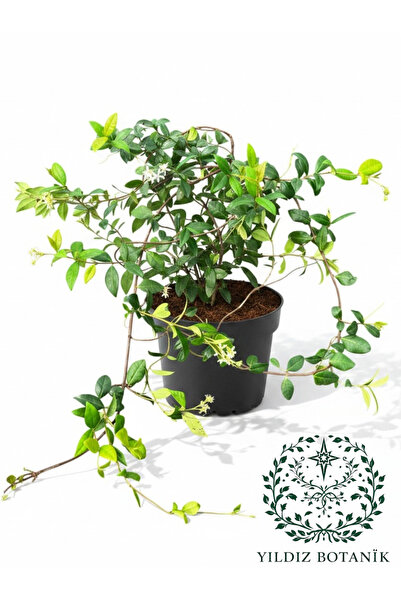 YILDIZ BOTANİK Arap Yasemini Sarmaşığı Kokulu Rhyncospermum Jasminoides 120-1...