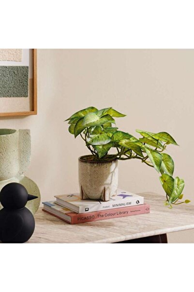 PAN HOME Alocasia Plant In Ceramic Pot H28cm - Green