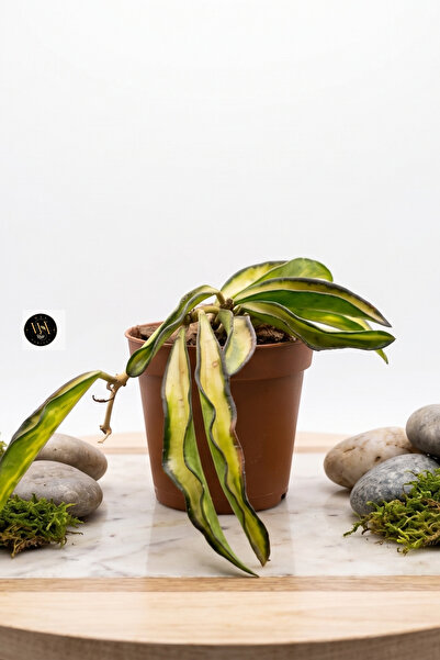 Wax Habitat Hoya Wayetii Tricolor - Alacalı Mum Çiçeği - Özel Saksılı Premium...