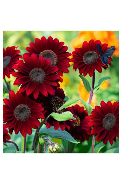 123 The Seeds, Including the Words "Queen of the Red Sun" and "Velvet Sunflow...