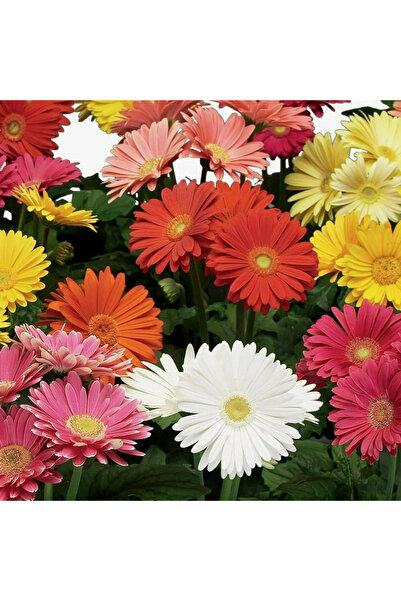 123 500 Pcs Mixed Gerbera Flower Seeds for Home Garden Planting