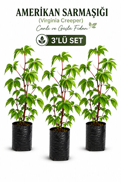 Rosemary Garden 3'lü Set Amerikan Sarmaşığı Fidanı (Virginia Creeper) - 50-60...