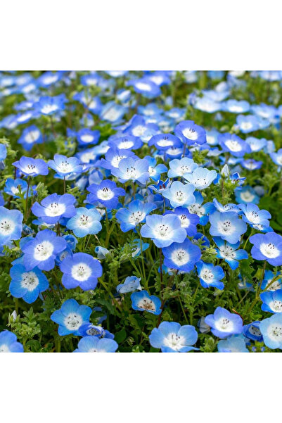 123 1000 Seeds - California Native Wildflower Seeds, Drought Tolerant - Tradi...