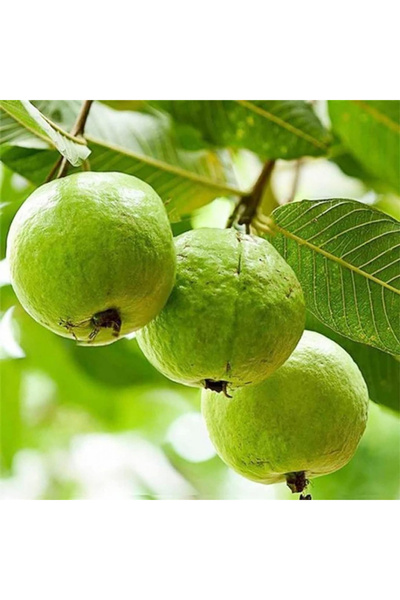123 زراعة البذور المتعددة السنوات: 100 بذور غوافا لزراعة، بذور الرصاصة - مثال...