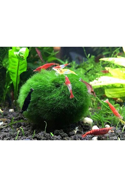 canlipetshop 1 Adet Moss Ball Özelikle Karideslerinizi Bu Yosun Topunu Çok Se...