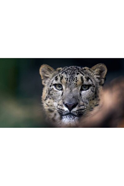 Persona Tablou canvas 100 x 70 cm, Animale model 435