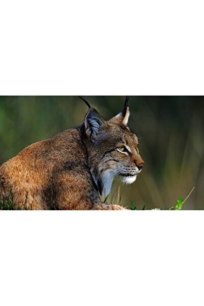 Persona Tablou canvas 100 x 70 cm, Animale model 276