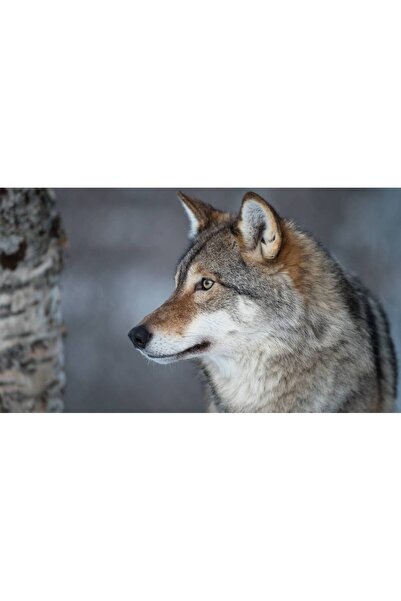 Persona Tablou canvas 100 x 70 cm, Animale model 182