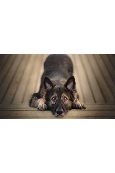 Persona Tablou canvas 100 x 70 cm, Catei model 35