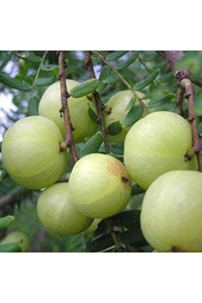 123 100 Seeds Resistant to Dryness, Used for Consumption, Pickling, and Disti...