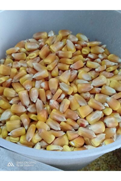 BFHOME Tane Mısır 250 gr temiz organik tohum ekmek yem